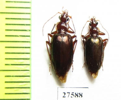 Carabidae sp.  Madagascar - INSECTS-STORE.RU