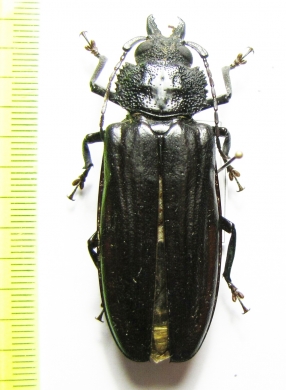 Physopleurus tritomicros  French Guiana 55mm - INSECTS-STORE.RU