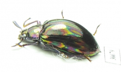 Tenebrionidae sp.  Indonesia, Sumatra - INSECTS-STORE.RU