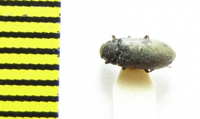 Dryops viennensis  Ukraina - INSECTS-STORE.RU