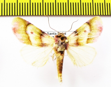 Noctuidae sp.?  Bolivia - INSECTS-STORE.RU
