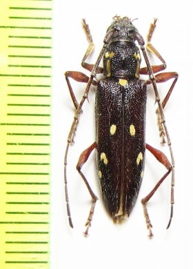 Ambonus albomaculatus  Bolivia - INSECTS-STORE.RU
