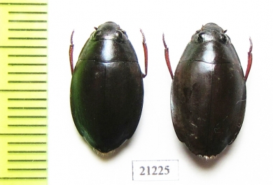 Gyrinidae sp.  Madagascar - INSECTS-STORE.RU