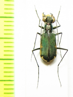 Myriochila semicincta  Australia - INSECTS-STORE.RU