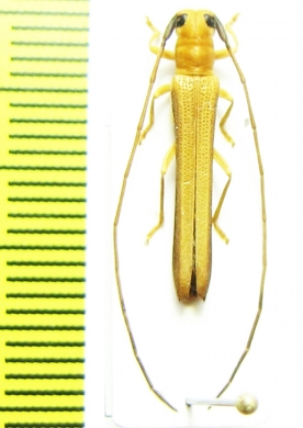 Oberea birmanica  China - INSECTS-STORE.RU