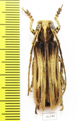 Cerambycidae sp.  China, Yunnan prov. - INSECTS-STORE.RU