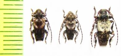 Pogonocherus hispidus, P.hispidulus  France/Russia - INSECTS-STORE.RU