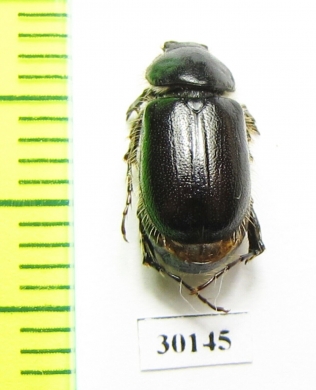 Melolonthinae sp.  Iran, Gilan prov. - INSECTS-STORE.RU
