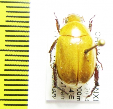 Rutelinae sp.  China, Shaanxi prov. - INSECTS-STORE.RU