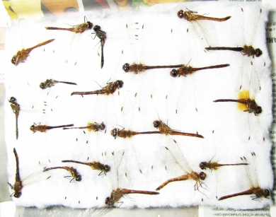 Odonata sp.  Russia, Tver reg. - INSECTS-STORE.RU