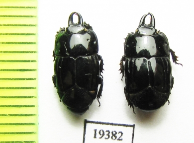 Hololepta reichii  Paraguay - INSECTS-STORE.RU