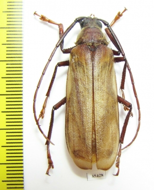 Erioderus sp., male  South Africa Rep. - INSECTS-STORE.RU