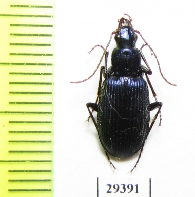 Carabidae sp.  Iran, Sistan prov. - INSECTS-STORE.RU