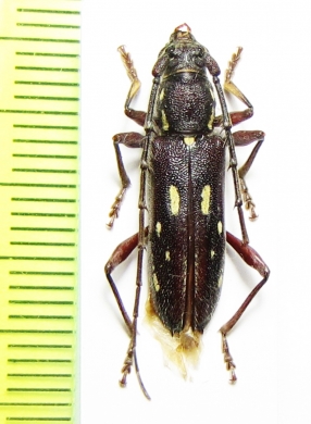 Ambonus distinctus  Bolivia - INSECTS-STORE.RU