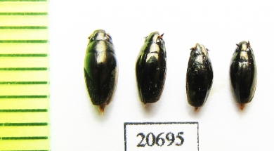 Gyrinidae sp.  Myanmar - INSECTS-STORE.RU