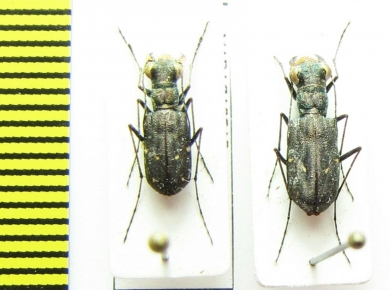 Cicindelinae sp., pair  Madagascar - INSECTS-STORE.RU