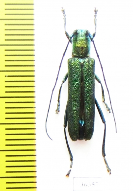 Cerambycidae sp.  China, Yunnan prov. - INSECTS-STORE.RU