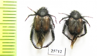Hopliini sp.  South Africa Rep. - INSECTS-STORE.RU