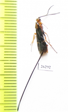 Ichneumonoidea sp.  Russia, Volgograd reg. - INSECTS-STORE.RU