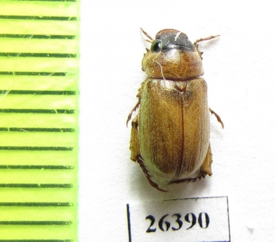 Adoretus sp.  Oman - INSECTS-STORE.RU