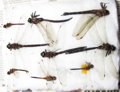 Odonata sp.  Russia, Tver reg. - INSECTS-STORE.RU