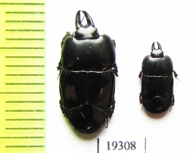 Hololepta sp.  Paraguay - INSECTS-STORE.RU