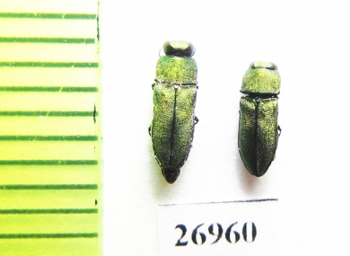 Anthaxia pleuralis aida  Morocco - INSECTS-STORE.RU