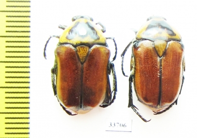 Aphanesthes pullata  Australia - INSECTS-STORE.RU