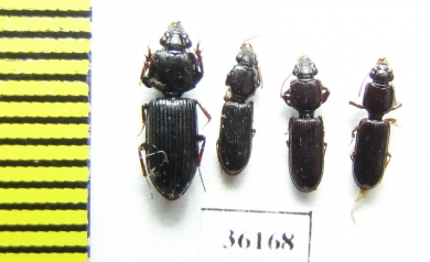 Carabidae sp.  Thailand - INSECTS-STORE.RU