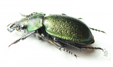 Callisthenes reticulatus earinus, male  Kazakhstan - INSECTS-STORE.RU