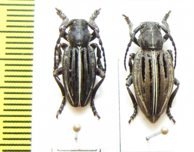 Dorcadion holosericeum tristriatum, pair  Russia, Krasnodar reg. - INSECTS-STORE.RU