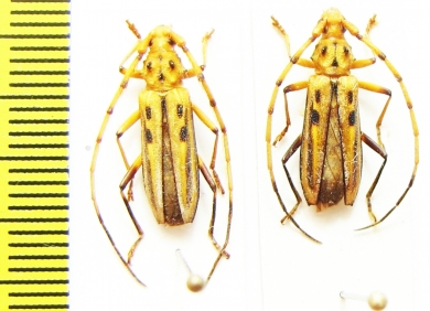 Cerambycidae sp.  Peru - INSECTS-STORE.RU