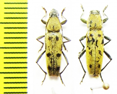 Chlorophorus glabromaculatus  France - INSECTS-STORE.RU