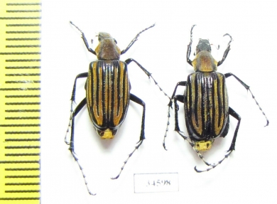 Macrodactylini sp.  Ecuador - INSECTS-STORE.RU