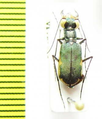 Myriochila sp.  Australia - INSECTS-STORE.RU