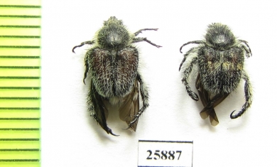 Hopliini sp.  South Africa Rep. - INSECTS-STORE.RU
