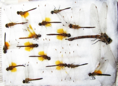 Odonata sp.  Russia, Tver reg. - INSECTS-STORE.RU