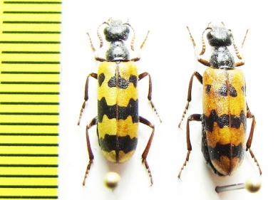 Meloidae sp.  Iran, Sistan prov. - INSECTS-STORE.RU