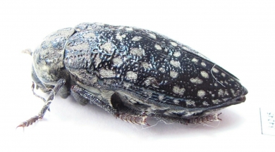 Julodis mathiesseni  Iran, Fars prov. - INSECTS-STORE.RU