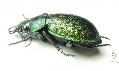Callisthenes reticulatus earinus, female  Kazakhstan - INSECTS-STORE.RU