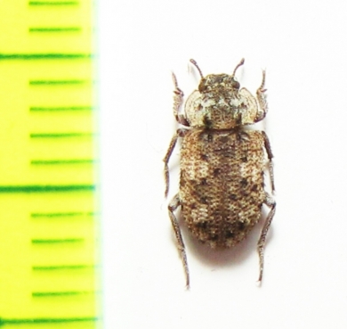 Leichenum canaliculatum  India - INSECTS-STORE.RU