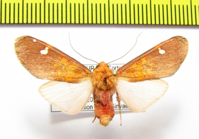 Erebidae sp.  Honduras - INSECTS-STORE.RU