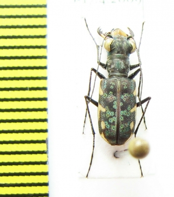 Cicindelinae sp.  Indonesia, Papua - INSECTS-STORE.RU