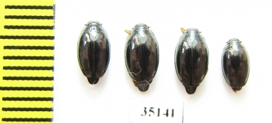 Gyrinidae sp.  Russia, Tver reg. - INSECTS-STORE.RU