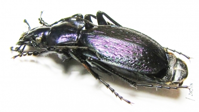 Carabus (Archiplectes) rousianus svetlanae  Abkhazia - INSECTS-STORE.RU