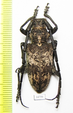 Lamiomimus gottschei  Russia, Far East - INSECTS-STORE.RU