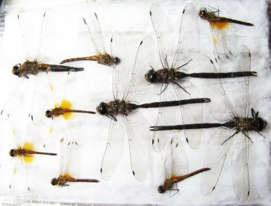 Odonata sp.  Russia, Tver reg. - INSECTS-STORE.RU
