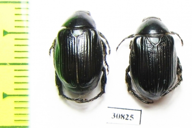 Rutelinae sp.  Peru - INSECTS-STORE.RU