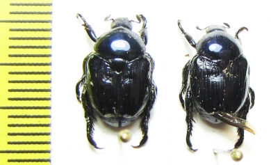 Popillia sp.  Korea - INSECTS-STORE.RU