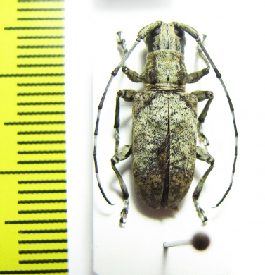 Cerambycidae sp.  Congo - INSECTS-STORE.RU